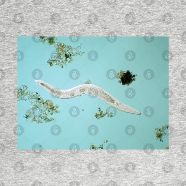 Microscopic free-living nematode worm from garden soil by SDym Photography